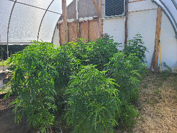 First Grow — vegetative, day 2