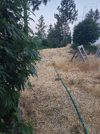 First Grow — vegetative, day 2