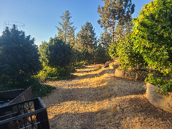 First Grow — flower, day 2