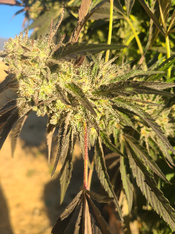 First Grow — flower, day 2