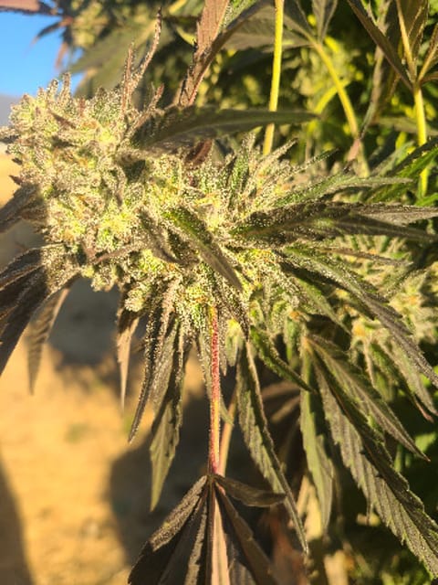 First Grow — flower, day 2