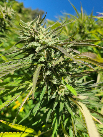 First Grow — flower, day 5