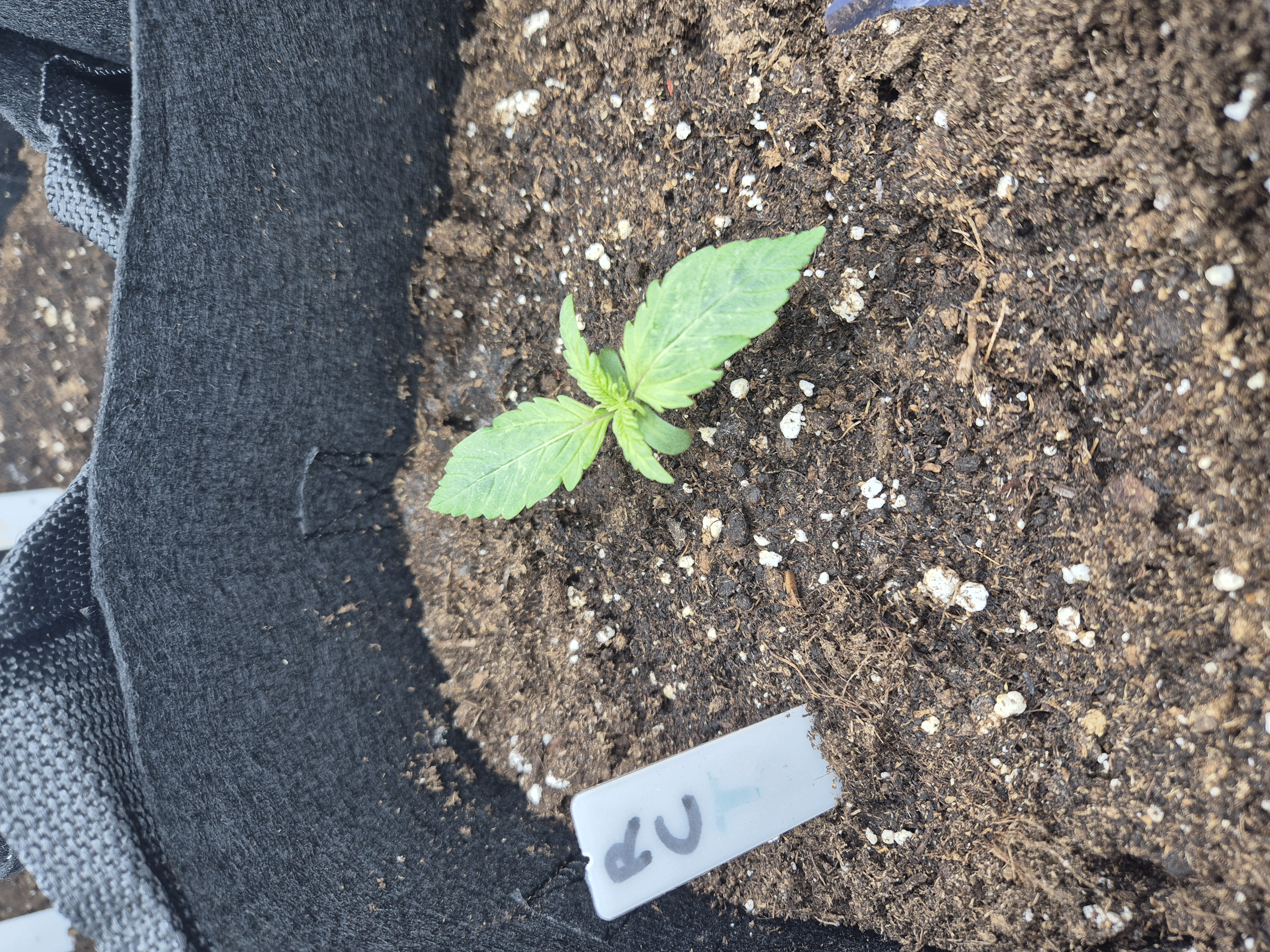 Royal Cheese & Wedding Crasher