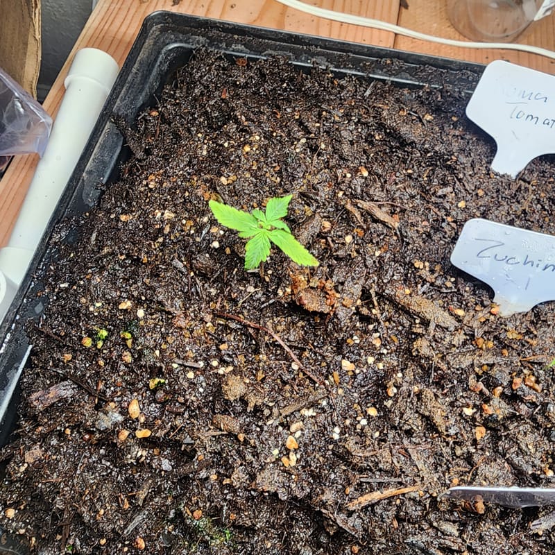 first soil grow
