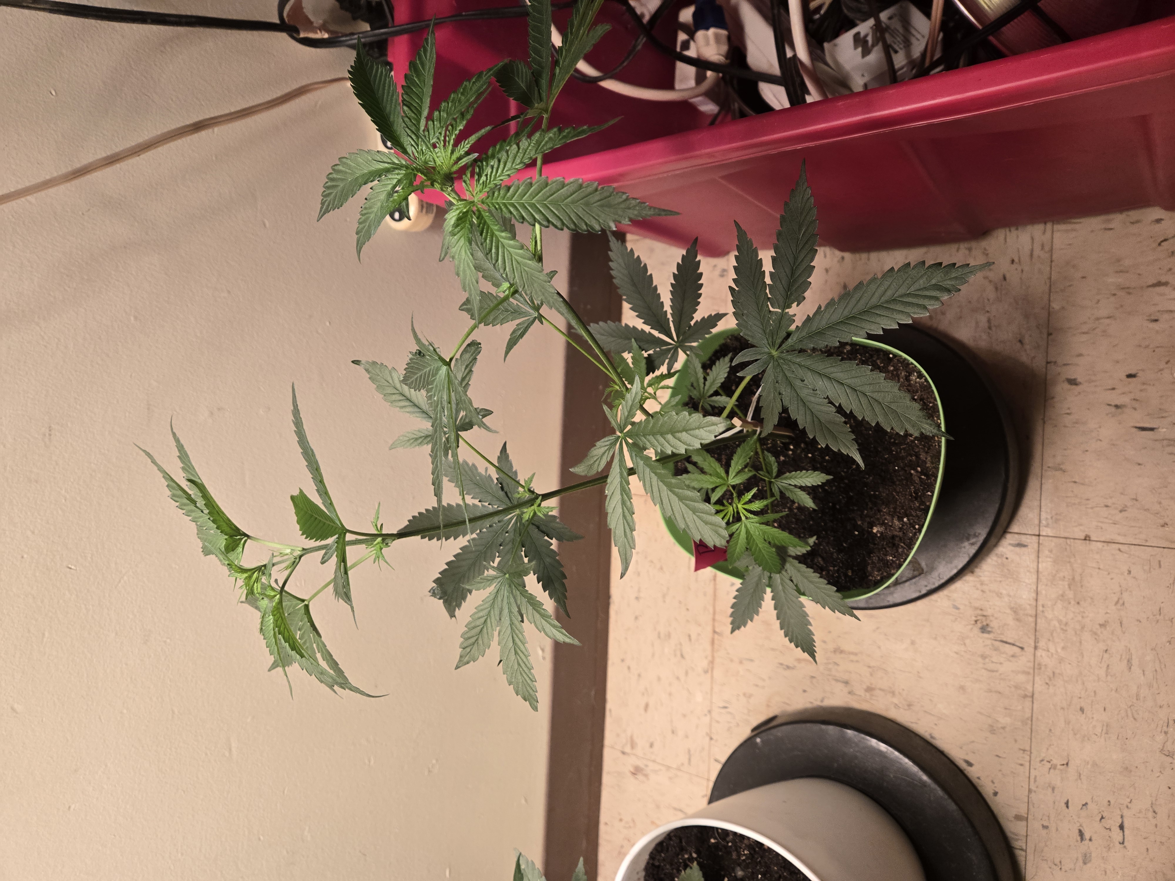 high octane x holy grail  — auto, day 1