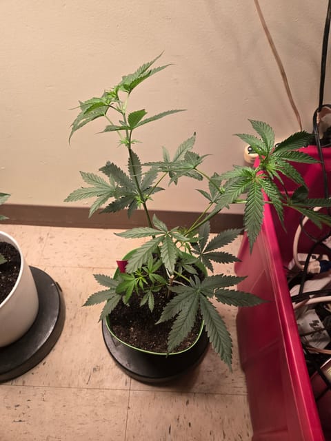high octane x holy grail — auto, day 1