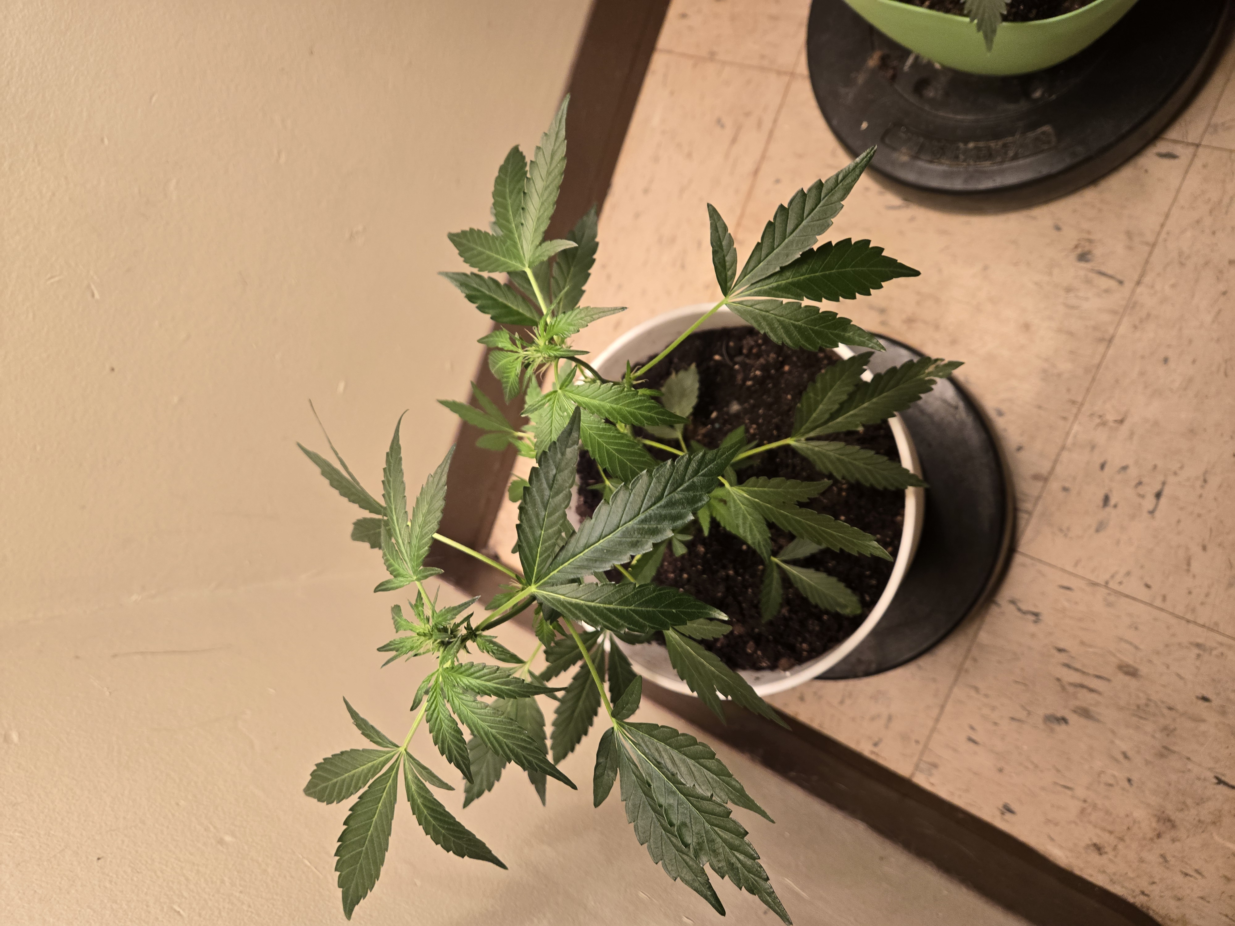 high octane x holy grail  — auto, day 1