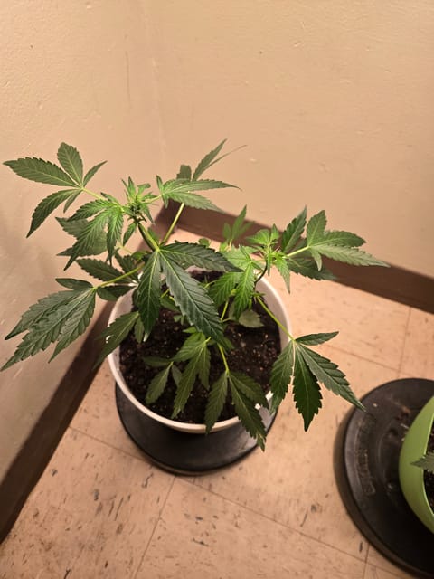 high octane x holy grail — auto, day 1