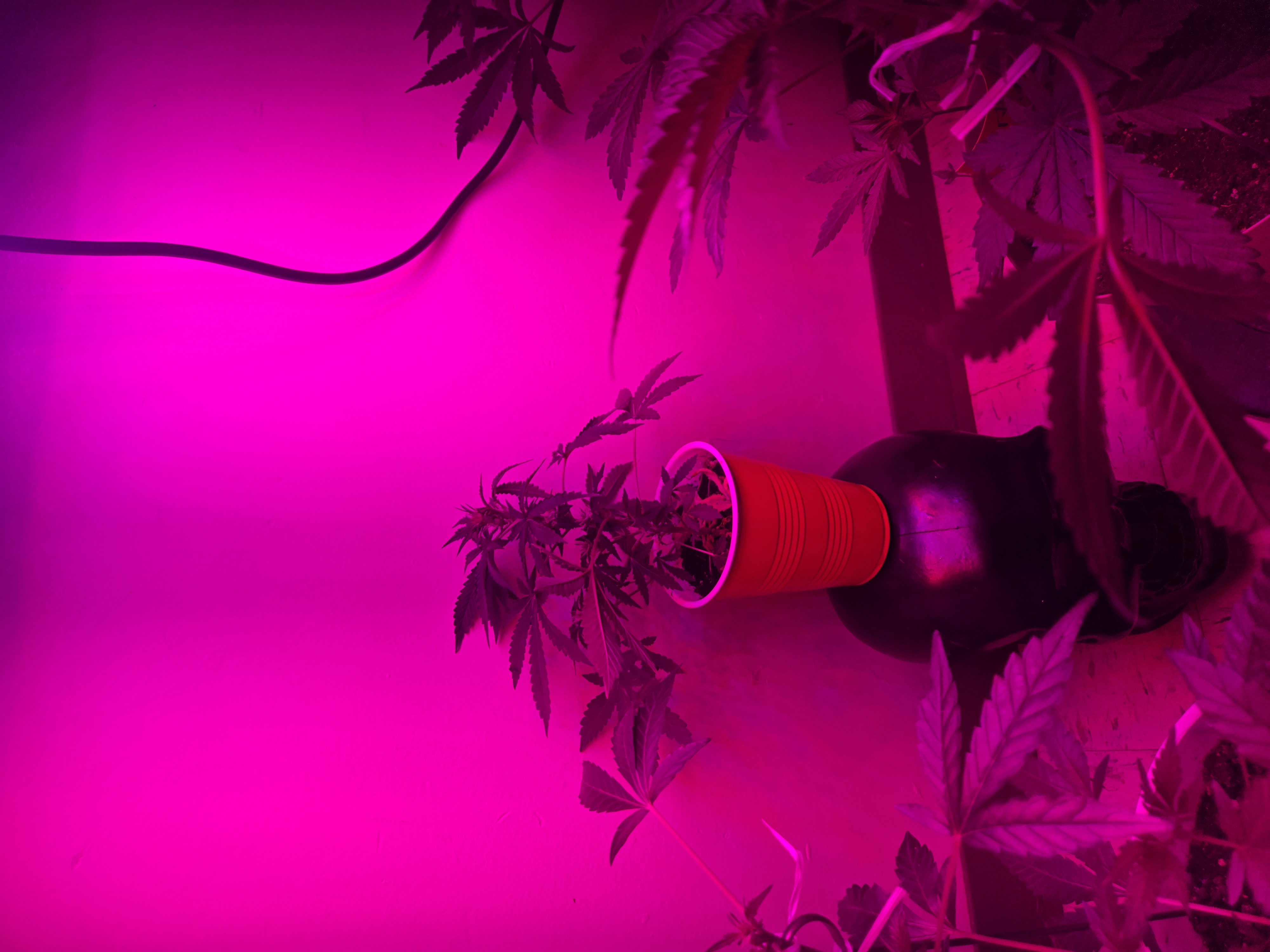 high octane x holy grail  — vegetative, day 3