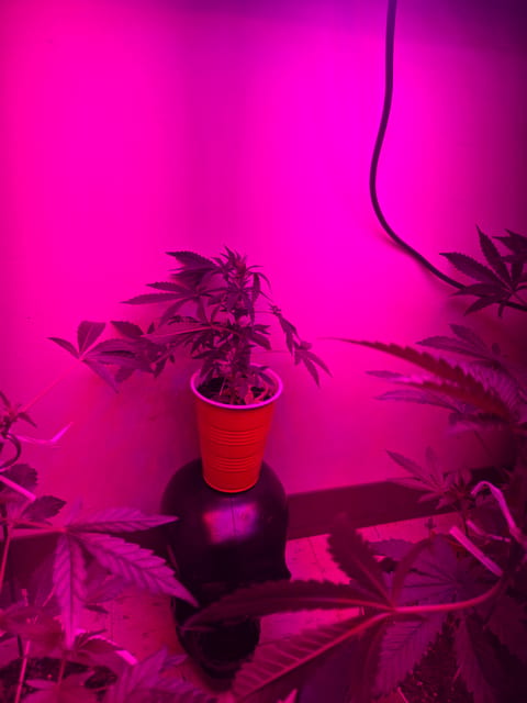 high octane x holy grail — vegetative, day 3