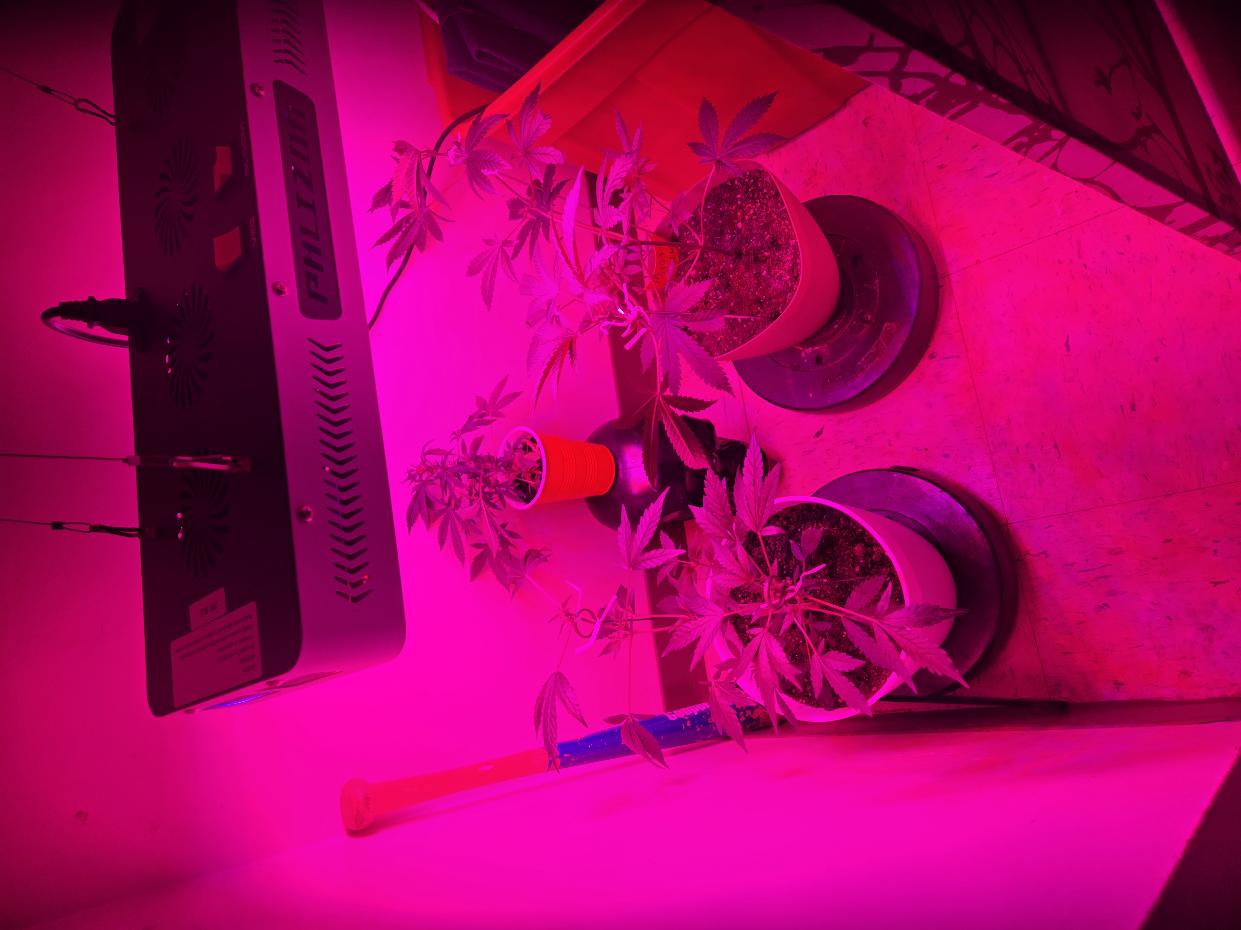 high octane x holy grail  — vegetative, day 3