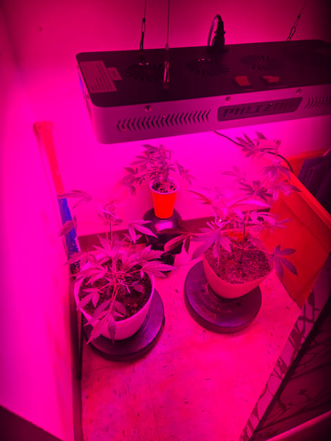 high octane x holy grail — vegetative, day 3