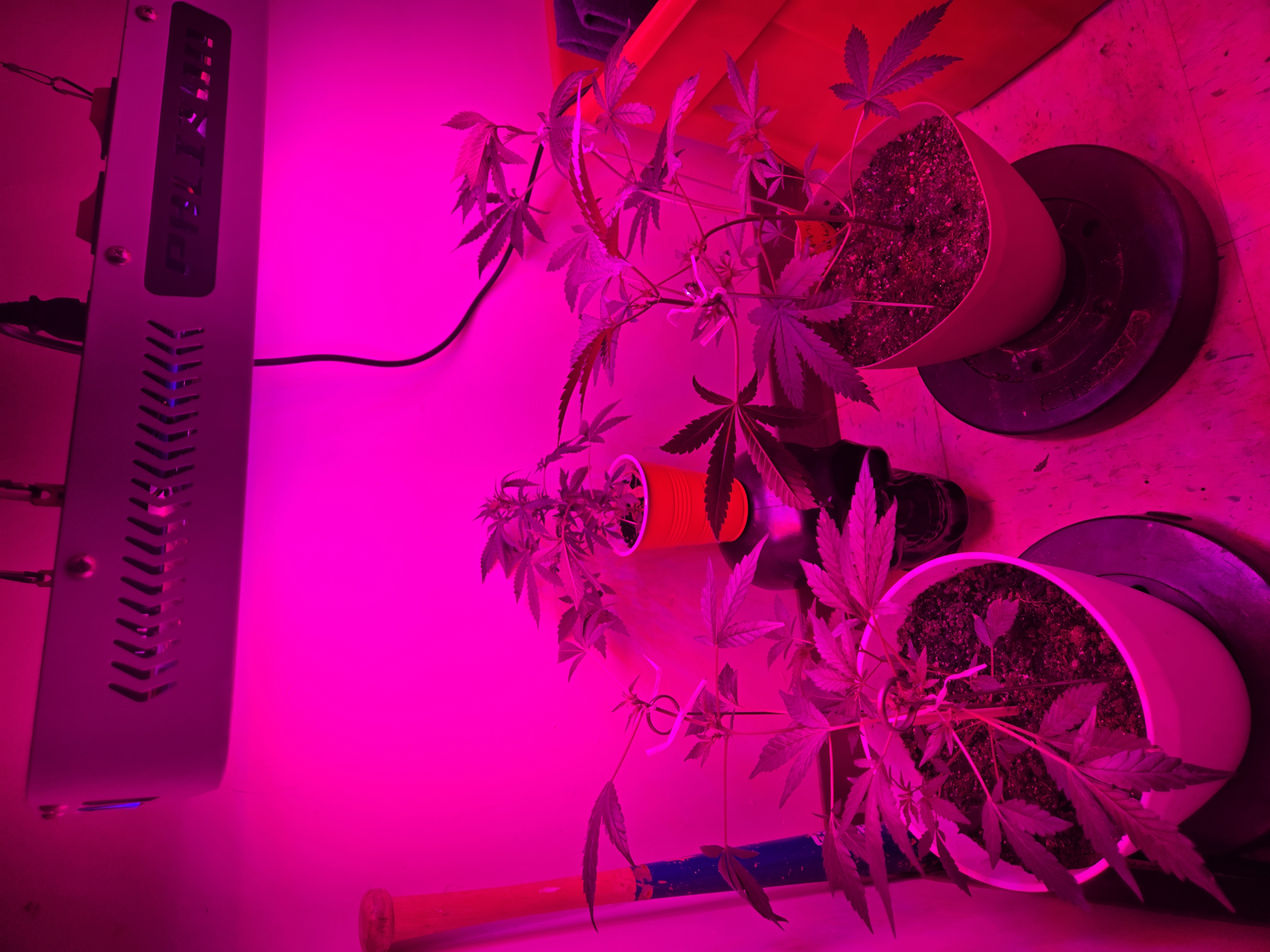 high octane x holy grail  — vegetative, day 3