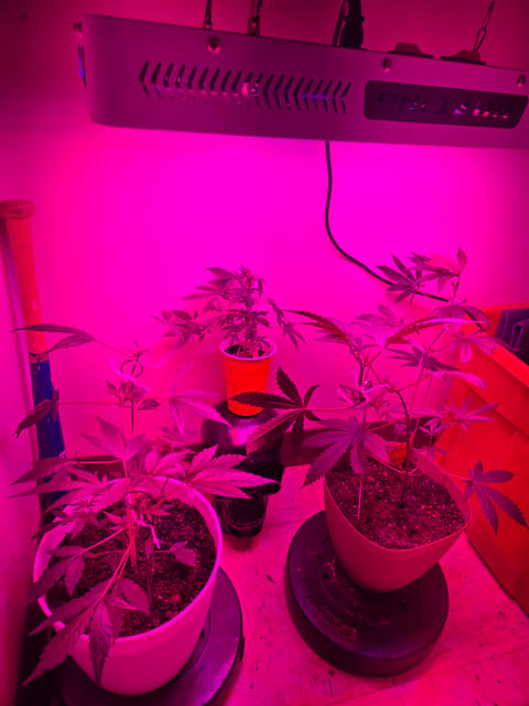 high octane x holy grail — vegetative, day 3