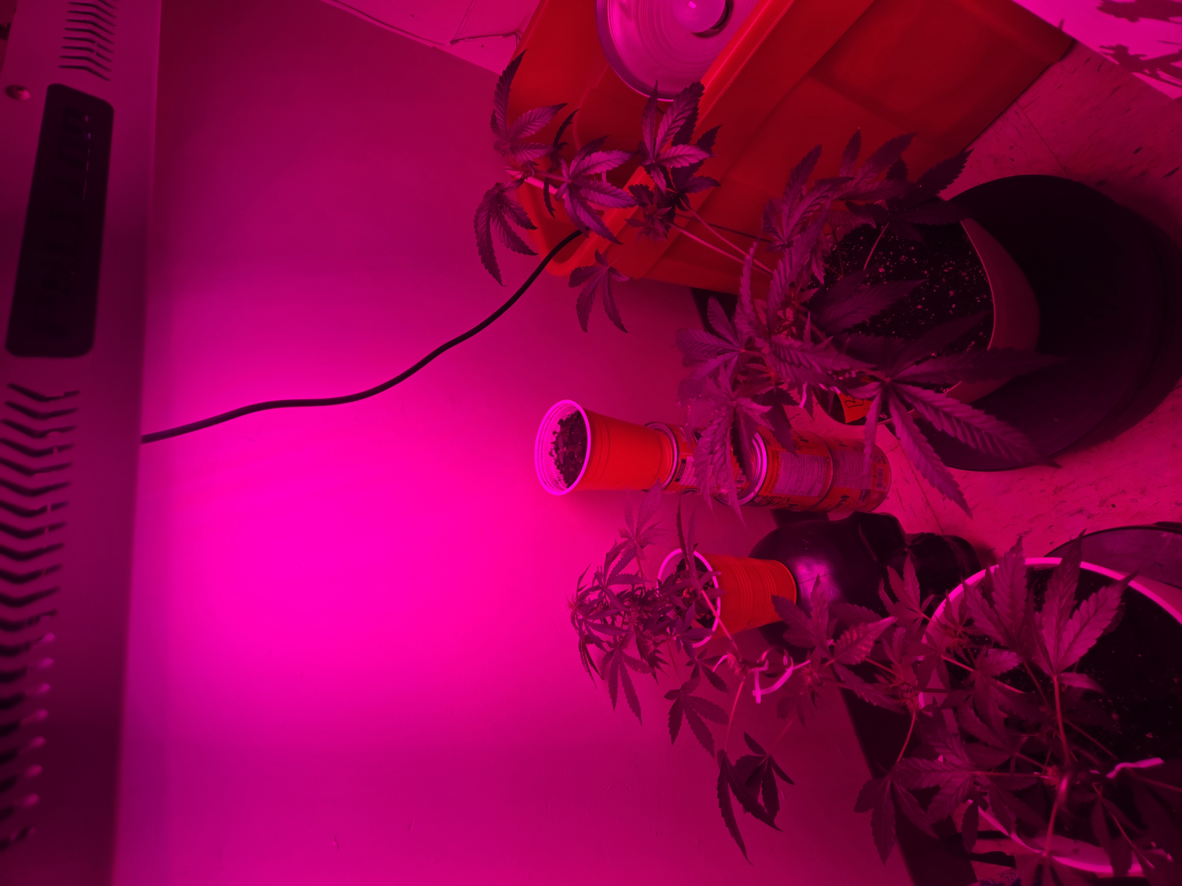 high octane x holy grail  — vegetative, day 4