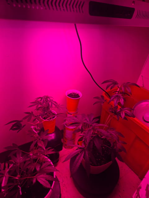 high octane x holy grail — vegetative, day 4