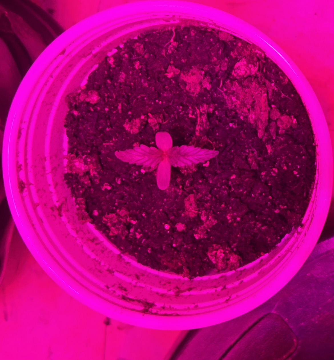 high octane x holy grail  — seedling_rooting, day 5