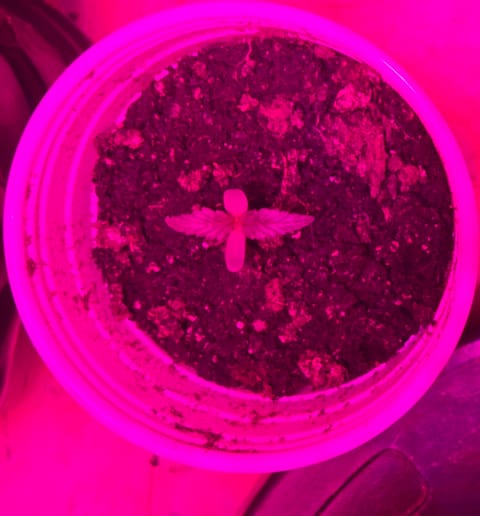 high octane x holy grail — seedling_rooting, day 5