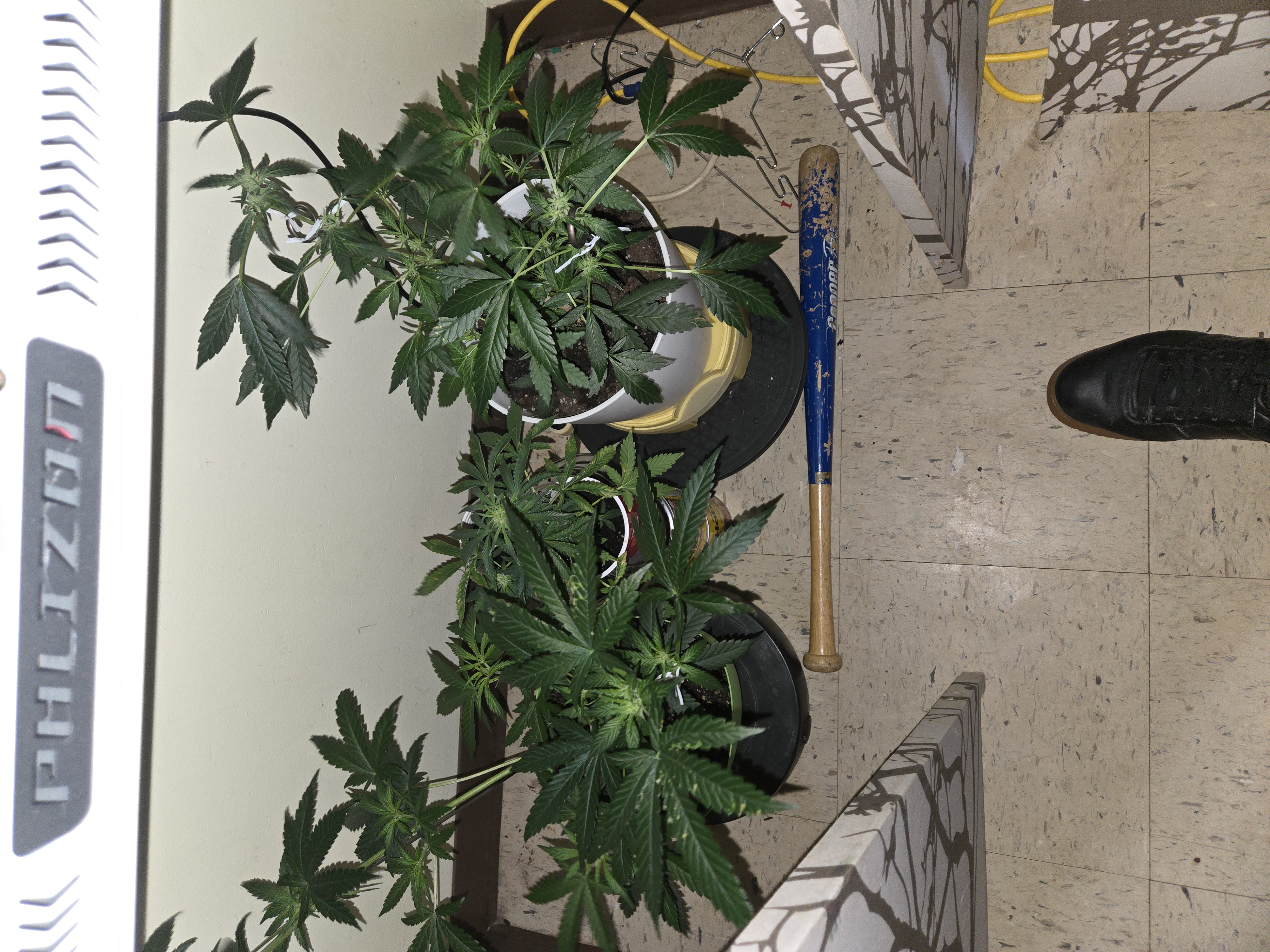 high octane x holy grail  — flower, day 7