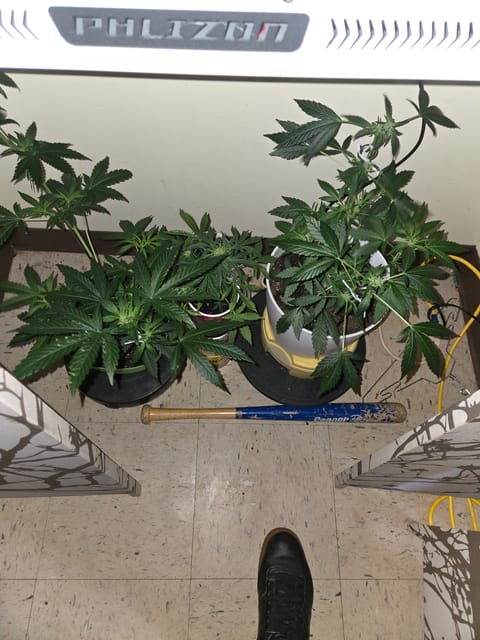 high octane x holy grail — flower, day 7