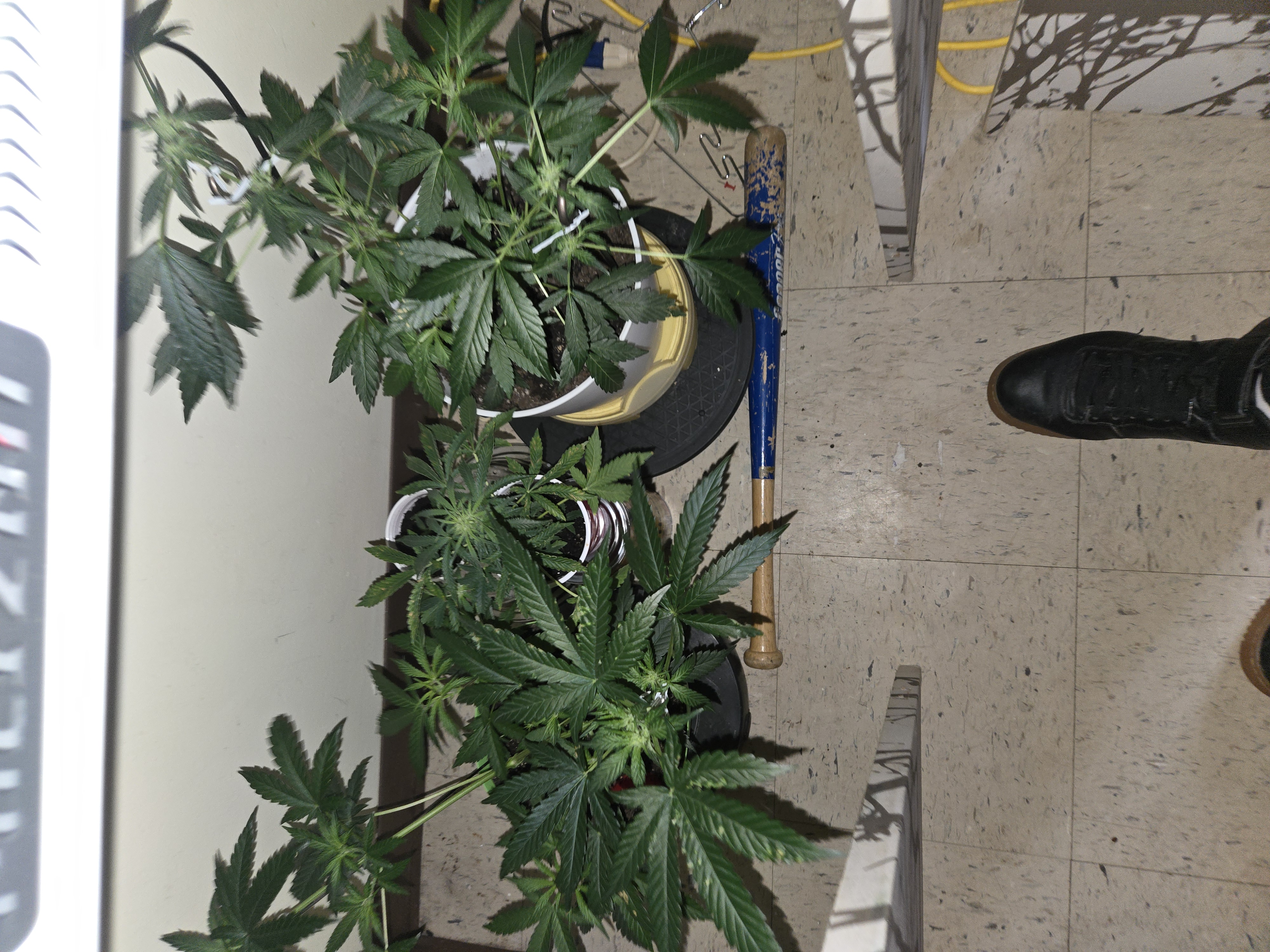 high octane x holy grail  — flower, day 7