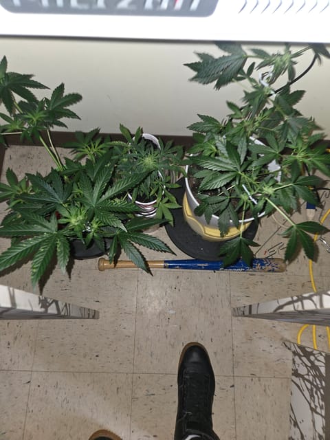 high octane x holy grail — flower, day 7