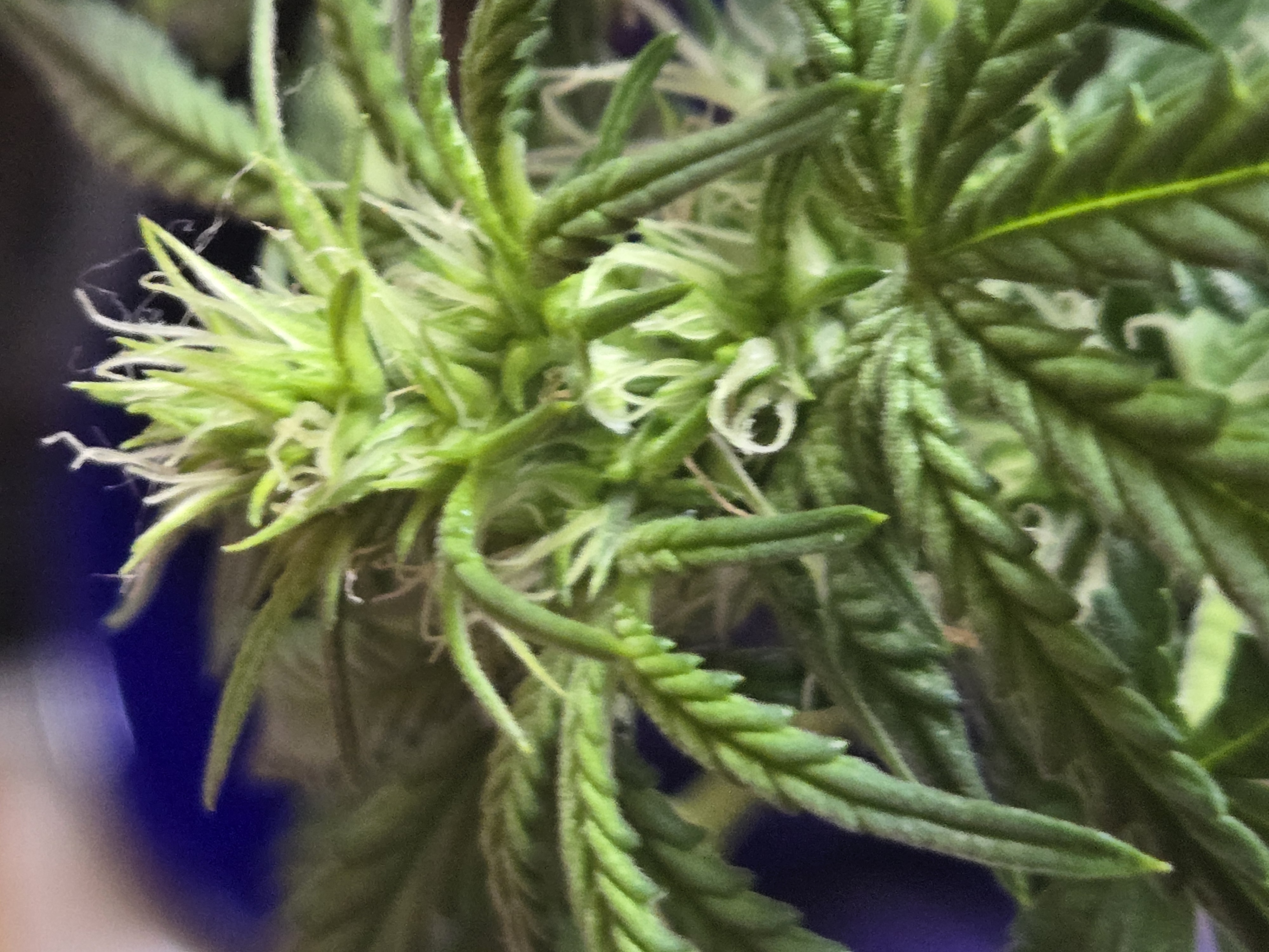 high octane x holy grail  — flower, day 7