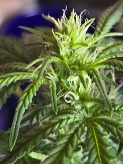 high octane x holy grail — flower, day 7