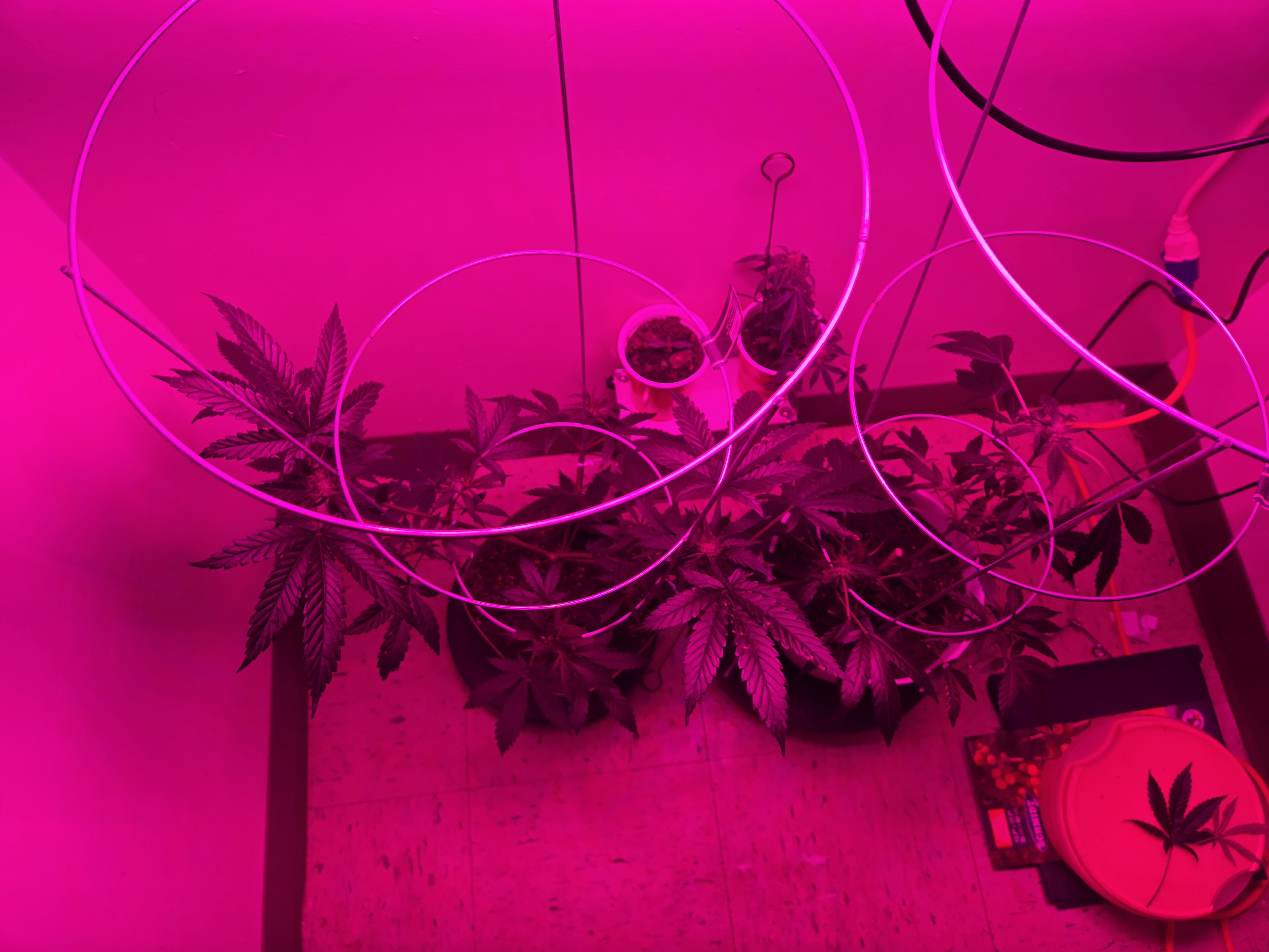 high octane x holy grail  — flower, day 8