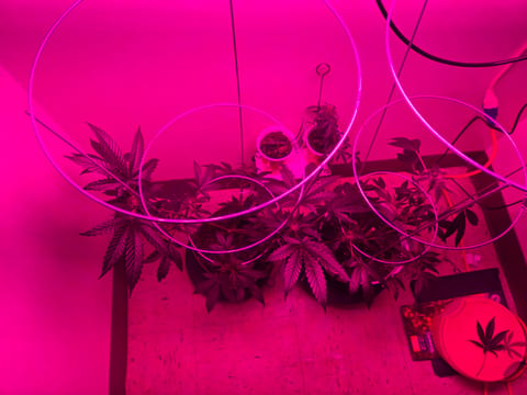 high octane x holy grail — flower, day 8
