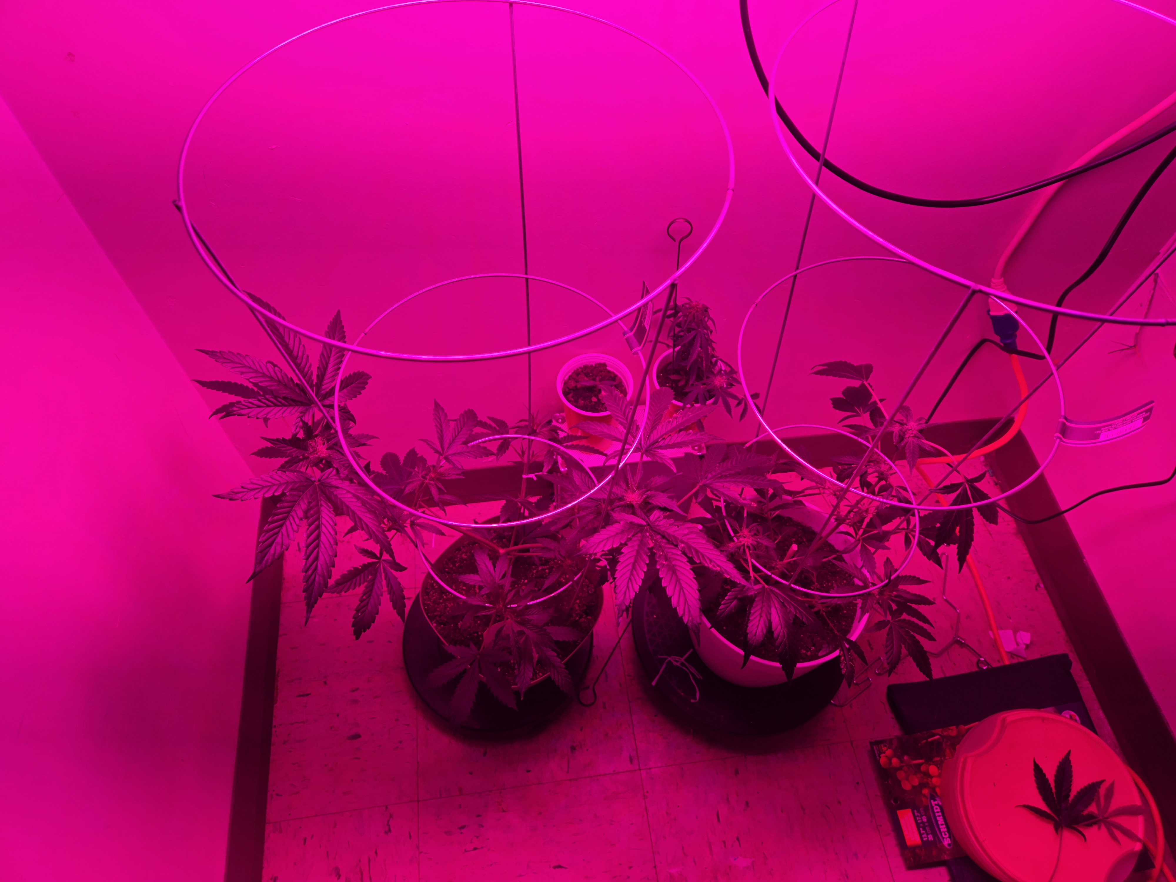 high octane x holy grail  — flower, day 8