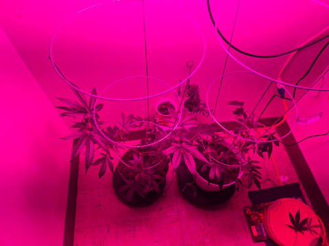high octane x holy grail — flower, day 8