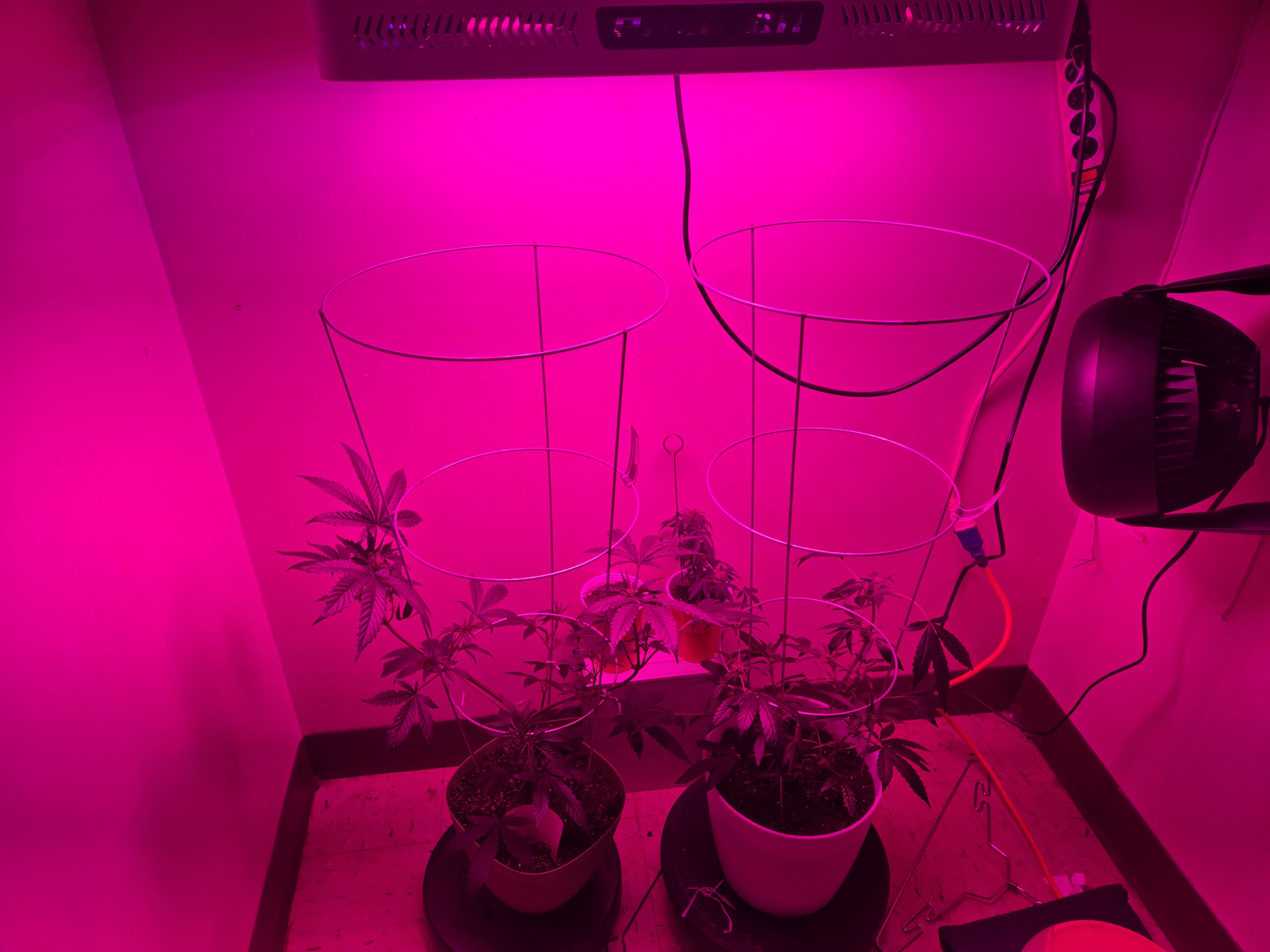 high octane x holy grail  — flower, day 8