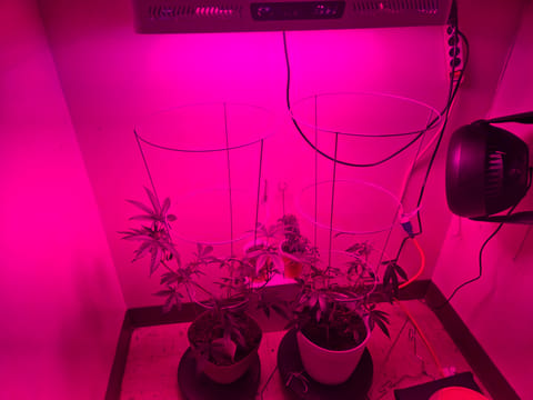 high octane x holy grail — flower, day 8