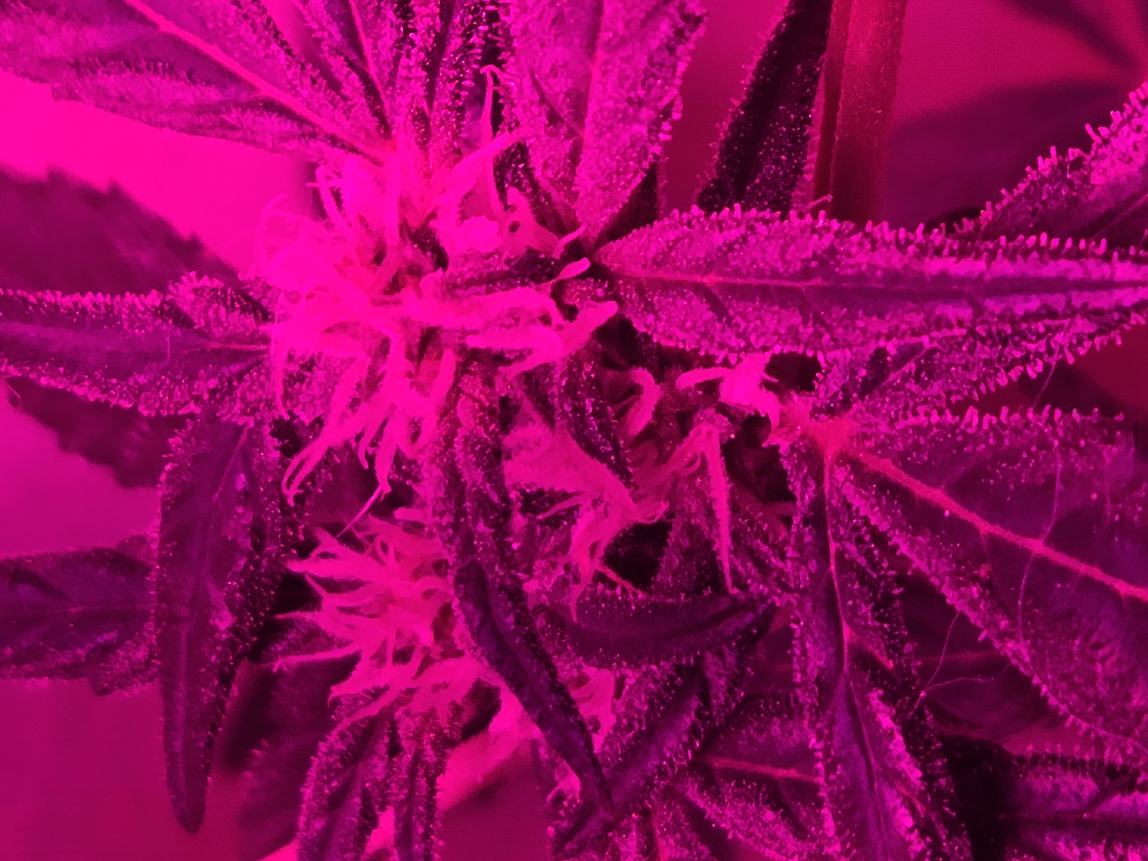 high octane x holy grail  — auto, day 10