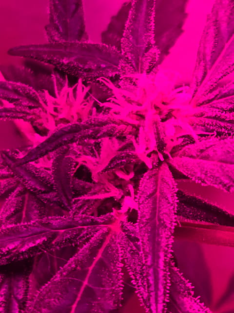 high octane x holy grail — auto, day 10
