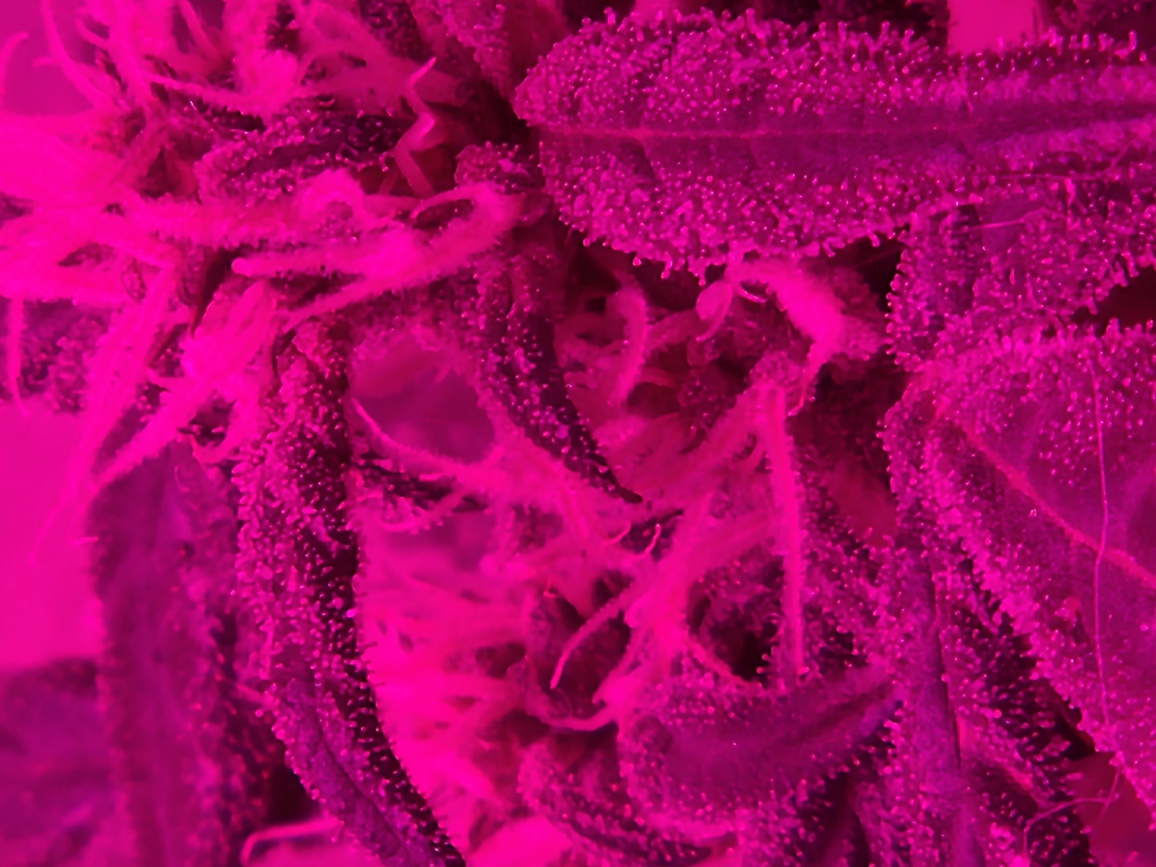 high octane x holy grail  — auto, day 10