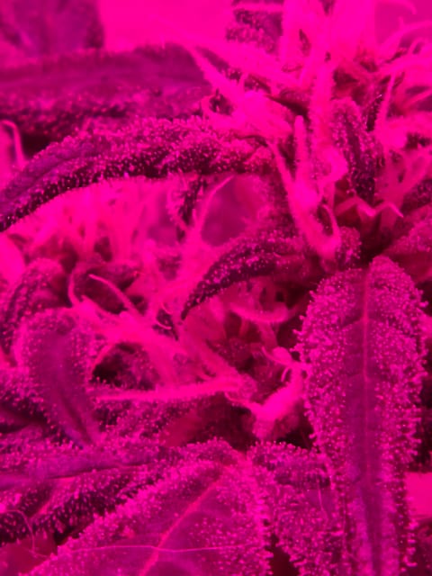 high octane x holy grail — auto, day 10