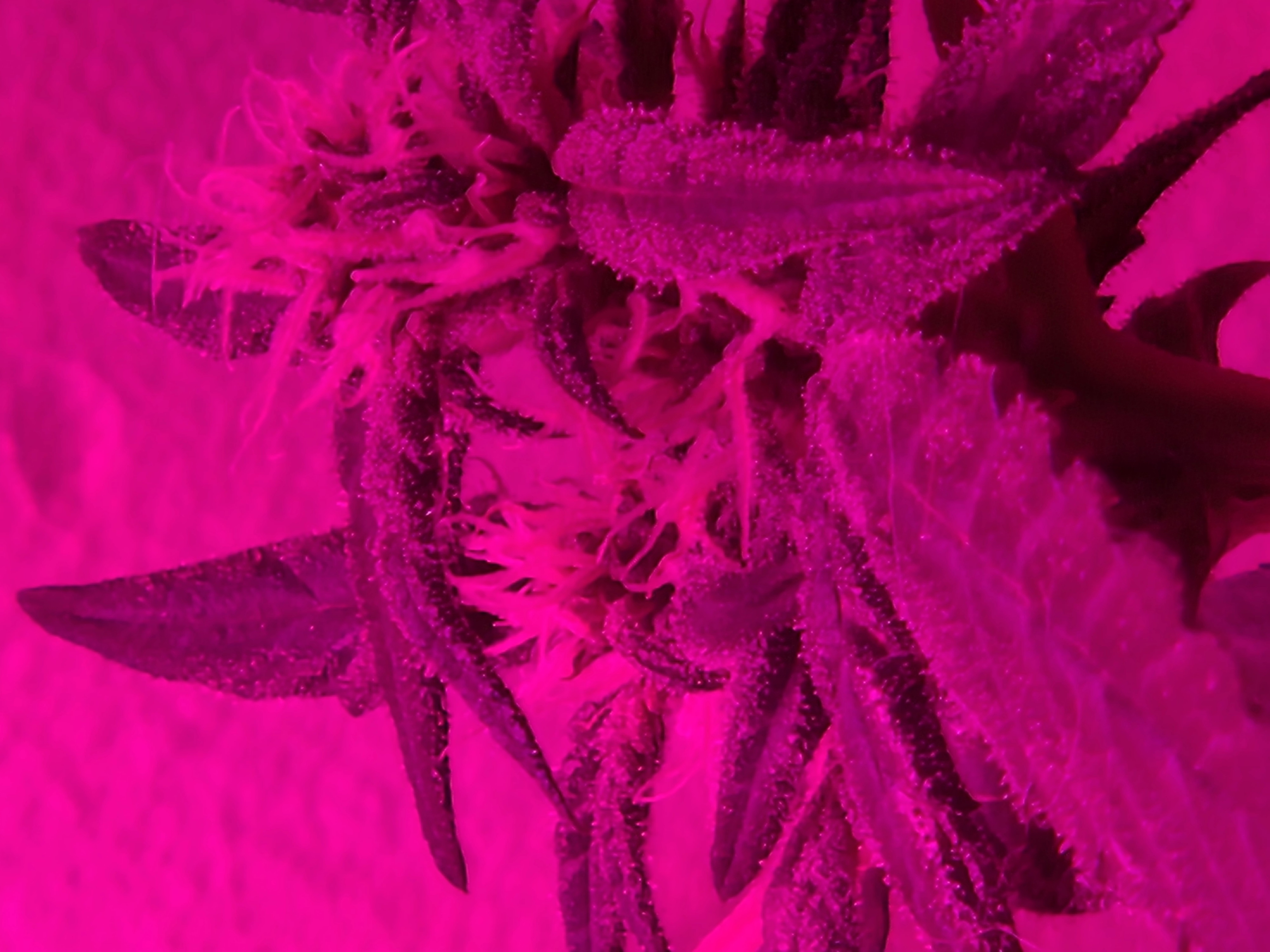 high octane x holy grail  — auto, day 10