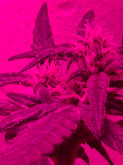 high octane x holy grail — auto, day 10