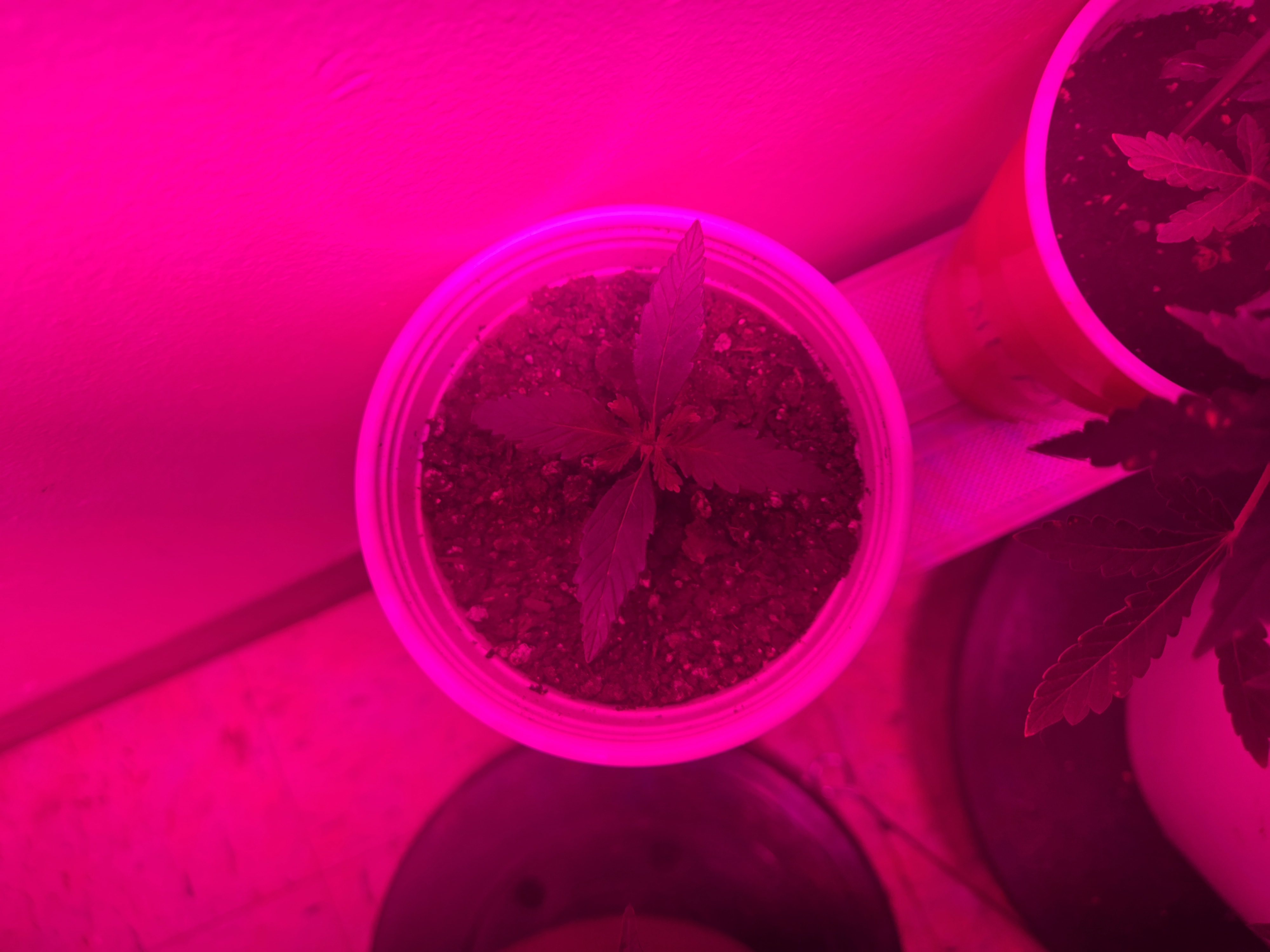 high octane x holy grail  — auto, day 11