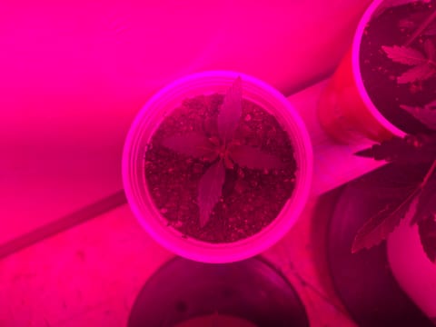 high octane x holy grail — auto, day 11