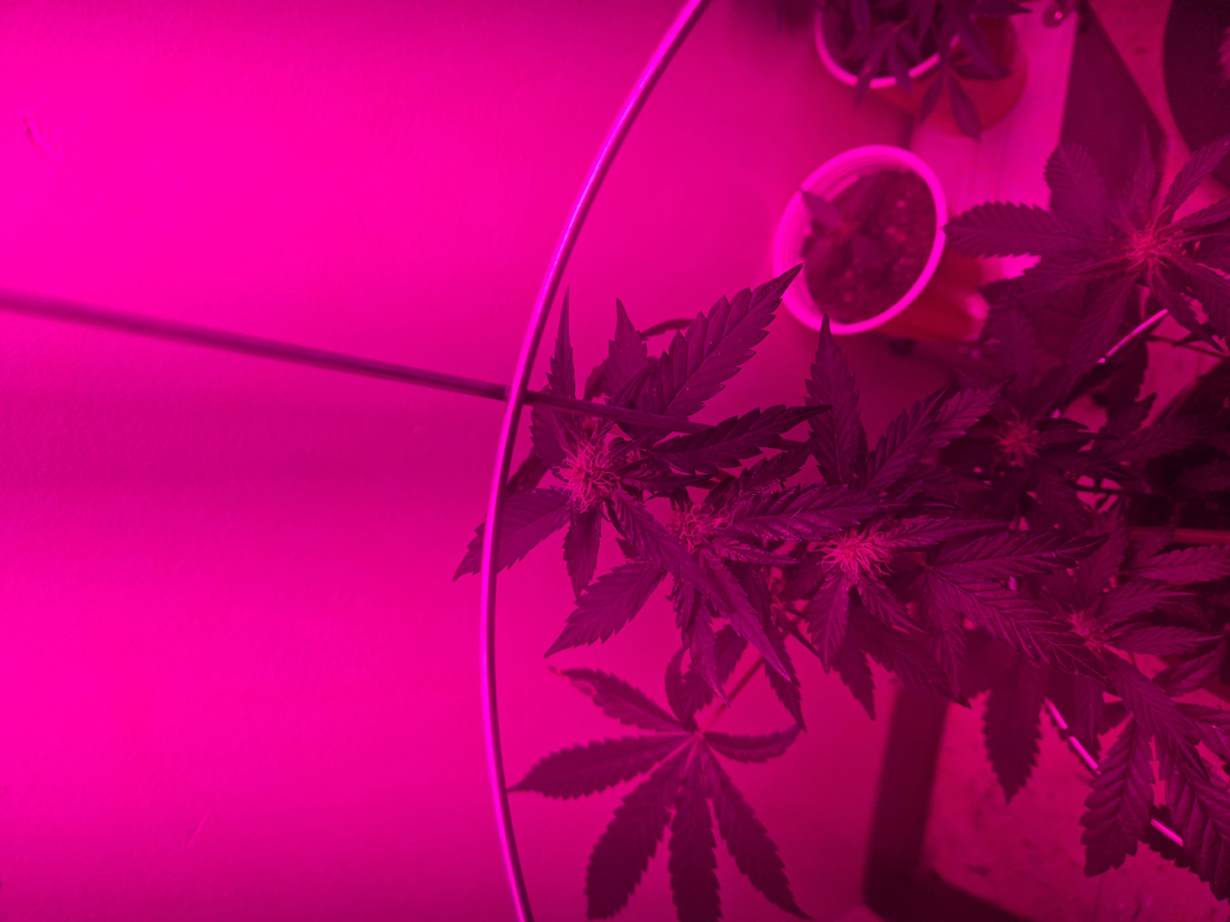 high octane x holy grail  — auto, day 11