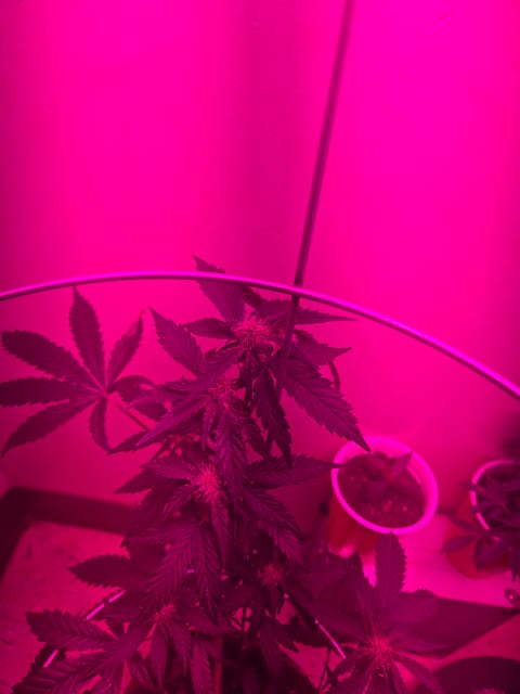 high octane x holy grail — auto, day 11