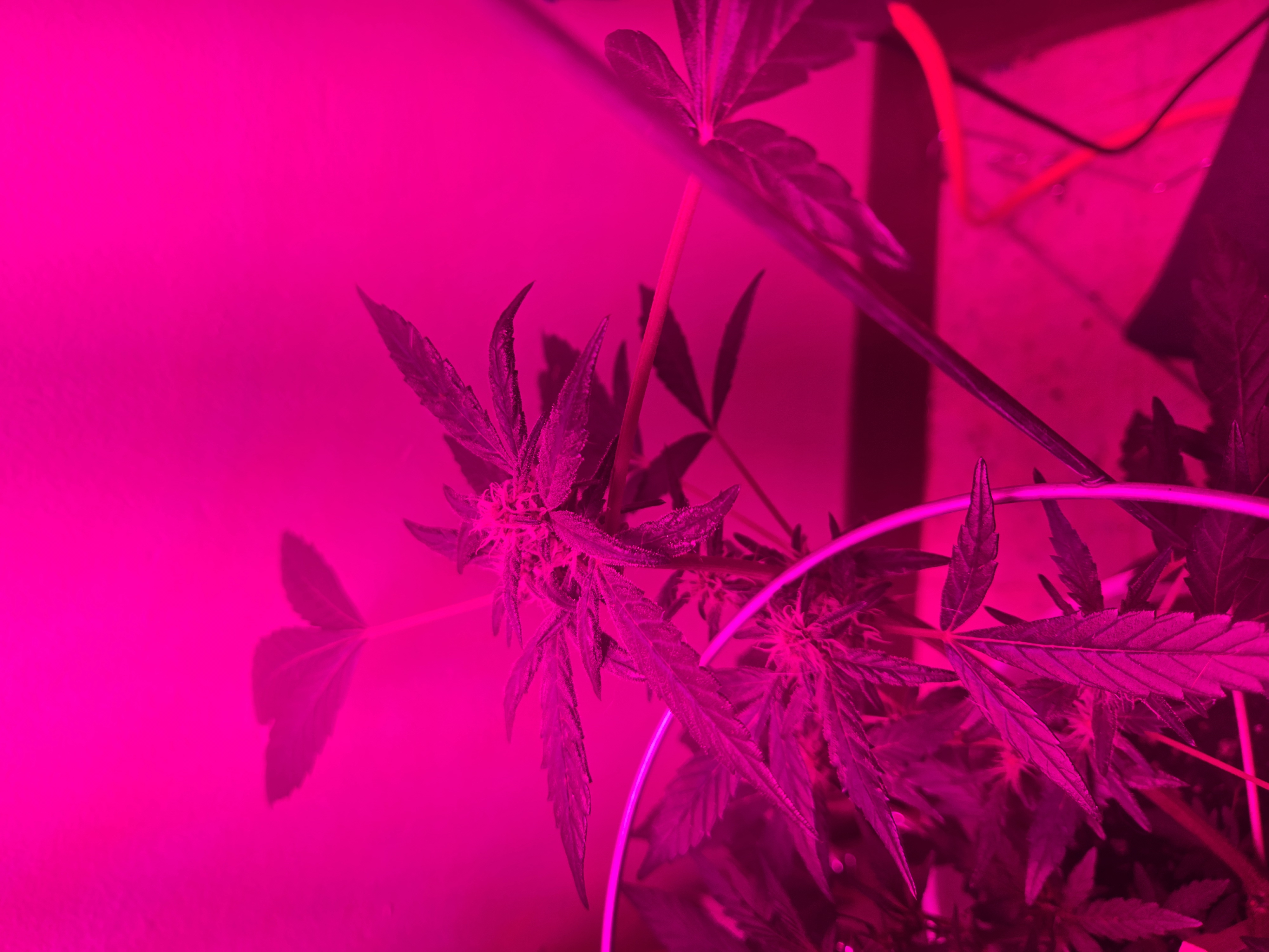 high octane x holy grail  — auto, day 11