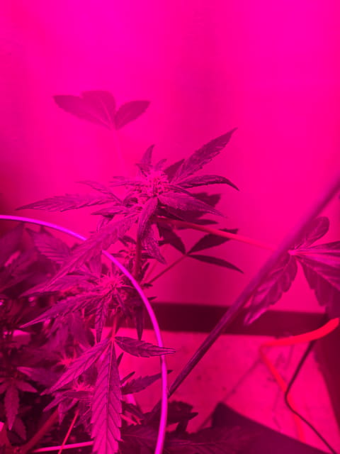 high octane x holy grail — auto, day 11