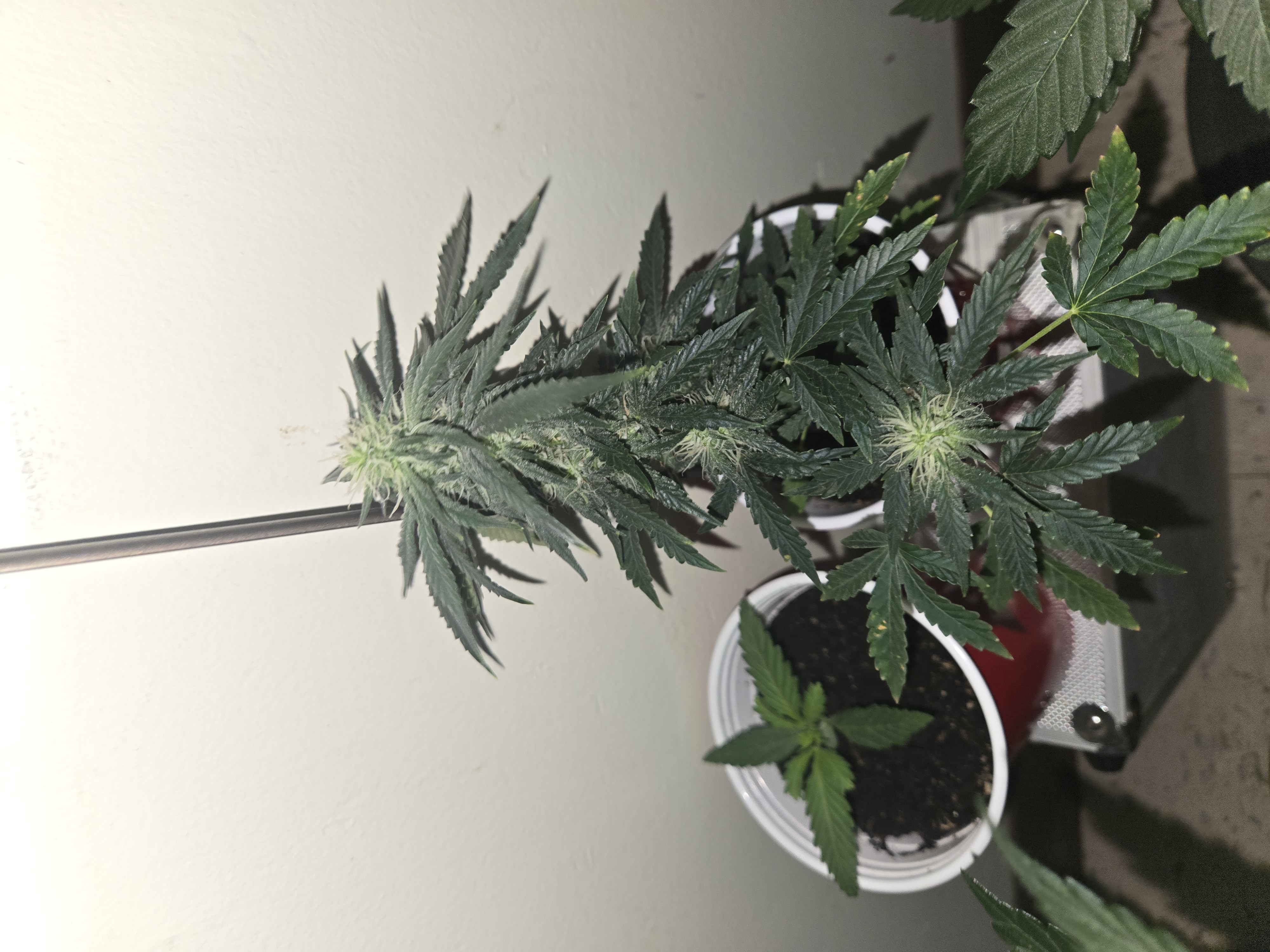 high octane x holy grail  — auto, day 12