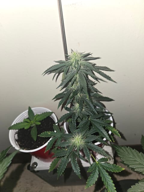 high octane x holy grail — auto, day 12