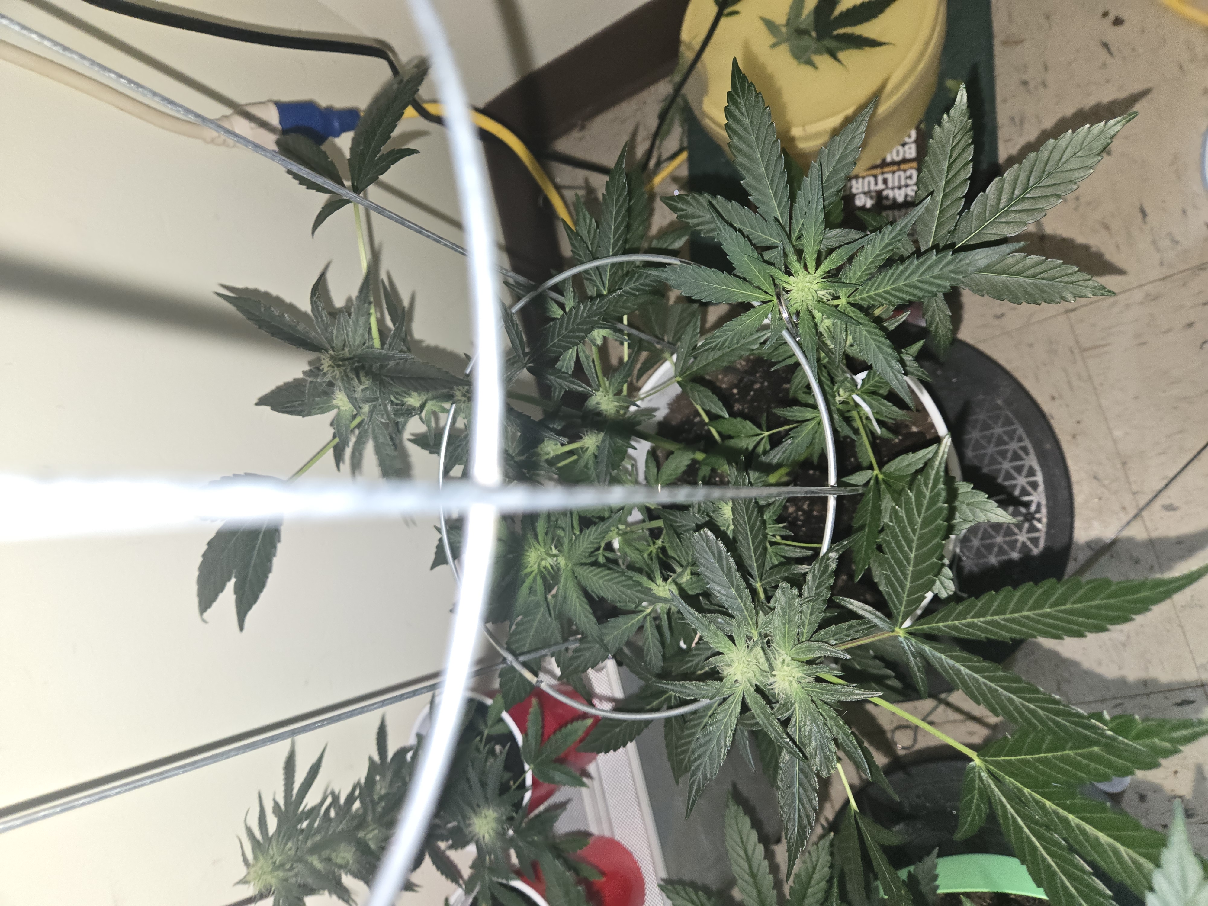 high octane x holy grail  — auto, day 12