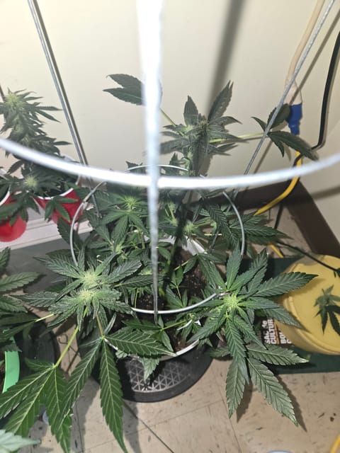 high octane x holy grail — auto, day 12